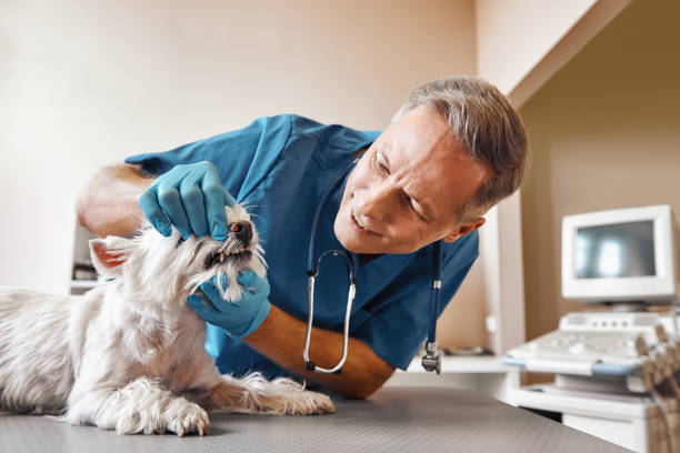 Best Same-Day Emergency Dentist in Fircrest, WA